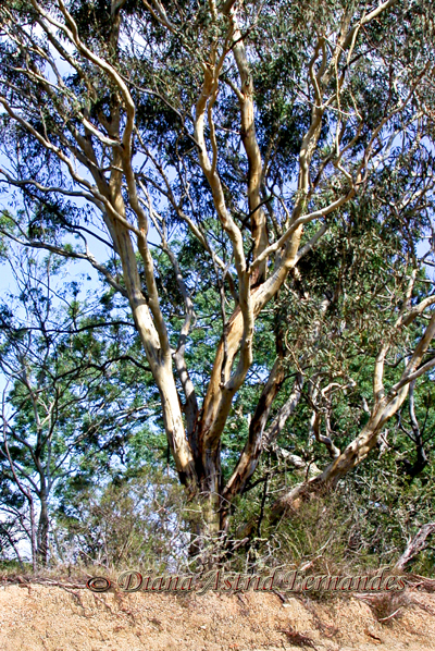Australia-Euculyptus-Tree-forest